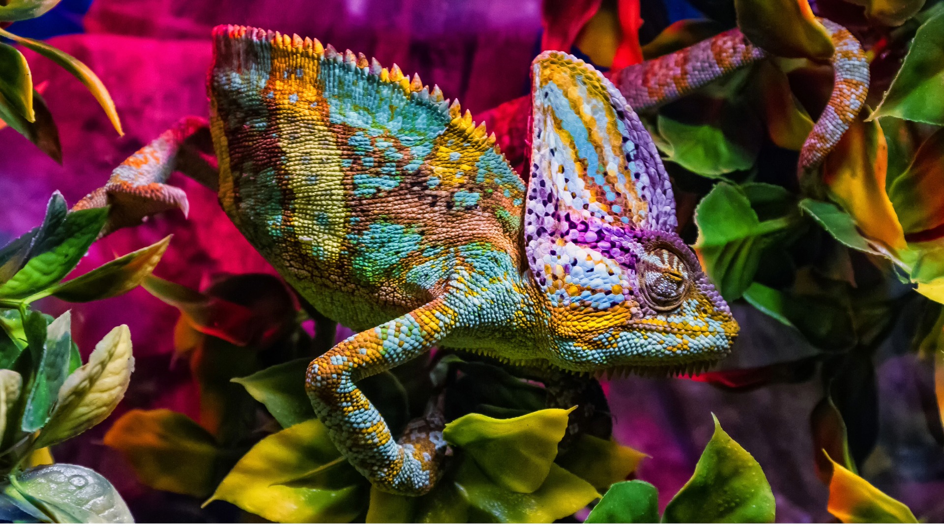 WebP to JPG Converter